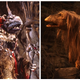 A Skeksis and urRu from The Dark Crystal.